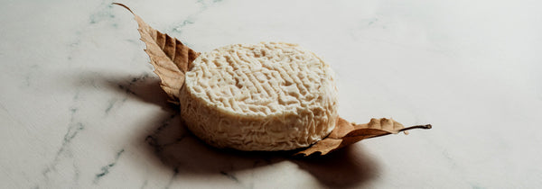 Mothais sur Feuille AOP